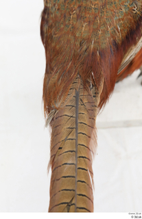 Pheasant  2 tail 0005.jpg